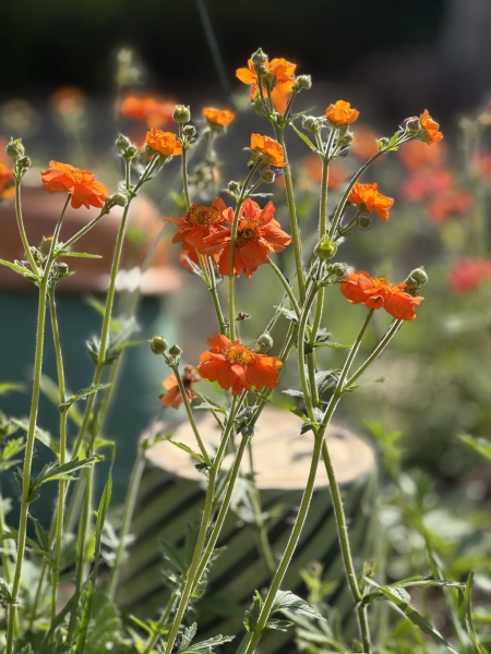 The Therapy Garden